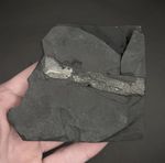 Edestus “Scissor Shark” Jaw And Tooth Fossil