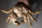 Commission Booking , Pre Order Paralomis False King Crab Taxidermy