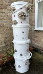 10L/4.5kg Easy Grow Premixed Oyster Mushroom Kit Bucket - Garden & Indoors