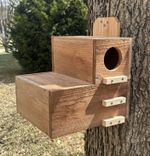XXL Squirrel House Nesting Box W Preditor Guard Solid Cedar Handmade Durable Big
