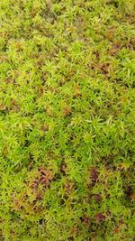 Live Sphagnum Moss For Growing. Terrariums, Vivariums Etc +Growing Instructions.