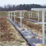 Raspberry Trellis and Stake, Vineyard Trellis, Pack of 2