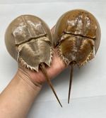 1PC Dried Molted Horseshoe Crab Shells - 7" to 9" - Natural Decor Art