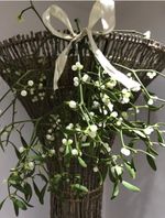 Fresh Teme Valley Mistletoe, large bunch, lots of berries for kissing under!