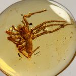 BIG SPIDER in Burmese / Burmite amber fossil / 100% genuine amber