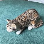 Winstanley Tiger-Like Tabby Cat Crouching Size 5 - 15cm tallx35cm long Fab!!