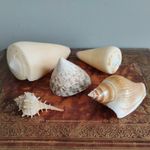 Job Lot Large Vintage Spiral Sea Shells Natural Seashell Craft Seaside Display