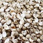 Cockle Sea Shell Mulch Plants Top Dressing Deter Weed Slug Garden Border 1to30kg