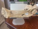Partial Cave Bear Jaw