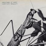 Courtney Barnett - Creature of Habit - CD Album (Released 27th March 2026) New