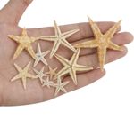 Natural Starfish  - 10mm-40mm - Crafts, Wedding decorations, seashells