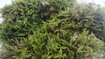Live Hypnum Moss Carpetting Moss. Terrarium, Vivarium Etc. Plus Grow Guide