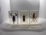 (50) National Geographic Real Life Bugs & Insects collection 