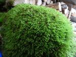 Live Carpet /Sheet Moss Hypnum Alternative Lawn 25 cm x 25 cm