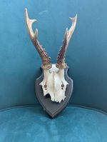 Vintage Roe Deer Antlers on Wooden Plaque  European Taxidermy Gallery Wall Decor