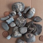 Jurassic Marine Fossil Selection - Diverse Multi-Specimen Job Lot Whitby coast