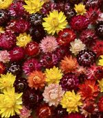 100 Strawflower Helichrysum Everlasting Dried Flower Heads. 
