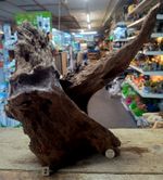 Large Mangrove 37-70cm Root Bogwood Driftwood ideal for aquariums & vivariums