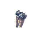 Cretaceous Hell Creek Mammal tooth fossil Mesodma formosa lower 2nd molar #2