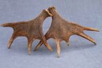 SET/PAIR OF NATURALLY SHED WILD MOOSE ANTLERS (HORN, KNIFE, CHEW, TAXIDERMY)