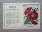 A Kensitas Wix Flowers Cigarette Silk 1st Series Medium Variation Scabious