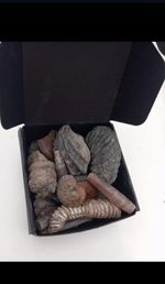 Small box of assorted fossils from Cretaceous period