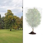 Fruit Tree and Vegetable Garden Plant Net White Mesh with Zipper and Drawstring
