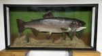 Huge Cased Taxidermy Rainbow Trout 16lbs Fish Avington Winchester 1981