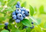 3x Bilberry European blueberry blaeberry whortleberry wimberry Bareroot Large
