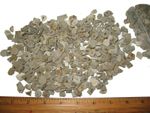Eocene Green River fossil insects wholesale Beetles flies maggots 20/bid
