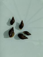 6 x Great pond snail (Lymnaea Stagnalis)