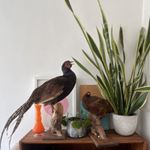 Pheasant Birds Taxidermy Standing Mount Display on Wooden Base 24 x 22 in