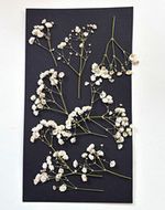 Dried White Baby's Breath Flower Stems / Sprigs x 10 - Decorative Floral Stems
