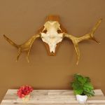 Elk Small Antlers Width 85 cm Skull Trophy Trophy Shield Elk Antlers 79.51