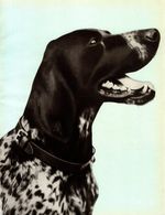 1930s Antique German Shorthaired Pointer Print Vintage Pointer Wall Art 6344j