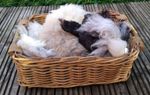 450g Raw sheepskin/ raw pelt Scrap Pieces