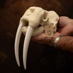 Walrus Skull Replica With Tusks Animal Skull Model Marine Mammal Display