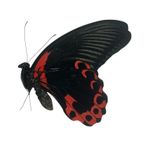 Papilio rumanzovia Papered Specimens Ex Philippines