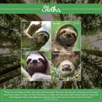 SLOTHS (Bradypus & Choloepus) Mammals/Wild Animals MNH Stamp Sheet (2020 Gambia)