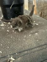 Mummified Dormouse Found In France