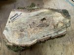 Spalted Horse Chestnut Crotch Bowl Blank Wood Wood Turning Turning