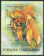 Beautiful Block: Breeding Forms of Goldfish (Carassius auratus auratus) 7