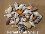 Hermit Crab Shells Homes Natural Seashells Replacement Shells for Hermit Crabs
