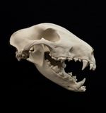 Bull Terrier Dog Skull Replica Life Size Skull Taxidermy Oddities Decor Gift