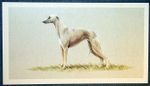 WHIPPET   Vintage 1970's Illustrated Dog Card  JE23MS