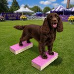 Handcrafted Dog Training Stacking Blocks: Dog Agility, Show Conformation