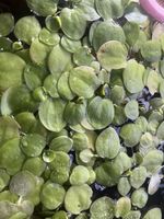 Frogbit Live Floating Aquarium Plant for Freshwater Tropical Tanks Beginner