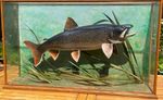 Taxidermy: Lake Trout / Splake , 12lbs 6oz , Caught God's lake Manitoba 1996 .