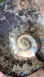 Unique Large Natural Ammonite Fossil With Skull Carving /Iridescent /Stand