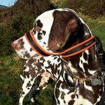 2Posh2Pull Original Headcollar The GENTLE way to STOP pulling - Lots of Colours 